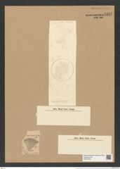 Actinocyclus crassus V. H. (de-Toni-Nr.: Genus 195, Species 4761) Zeichnungen Sammlung Grunow Nr. 8397 (NHMW-BOT-W0377833)